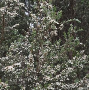 Leptospermum lanigerum at Paddys River, ACT - 12 Nov 2014 07:19 AM