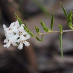 Leucopogon virgatus (Common Beard-heath) at Namadgi National Park - 12 Nov 2014 by KenT