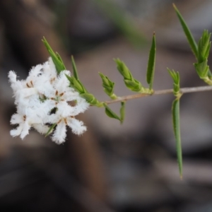 Leucopogon virgatus at Paddys River, ACT - 12 Nov 2014 11:05 AM