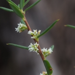 Monotoca scoparia (Broom Heath) at Paddys River, ACT - 23 Apr 2015 by KenT