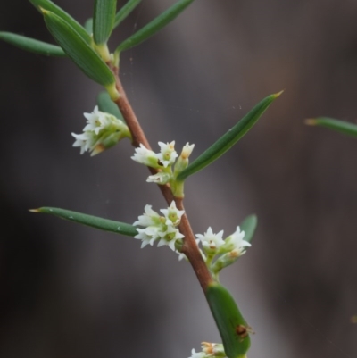 Monotoca scoparia (Broom Heath) at Paddys River, ACT - 22 Apr 2015 by KenT
