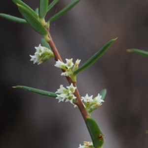 Monotoca scoparia at Paddys River, ACT - 23 Apr 2015