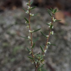 Monotoca scoparia at Paddys River, ACT - 23 Apr 2015 08:16 AM