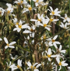 Olearia erubescens (Silky Daisybush) at Cotter River, ACT - 6 Nov 2014 by KenT