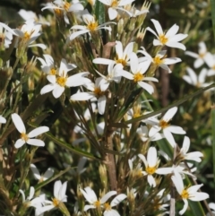 Olearia erubescens (Silky Daisybush) at Cotter River, ACT - 7 Nov 2014 by KenT
