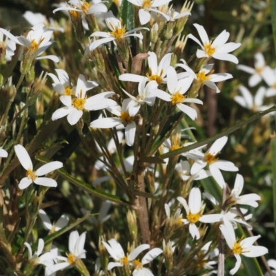 Olearia erubescens (Silky Daisybush) at Cotter River, ACT - 7 Nov 2014 by KenT