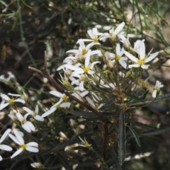 Olearia erubescens (Silky Daisybush) at Paddys River, ACT - 12 Nov 2014 by KenT