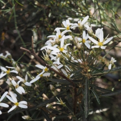 Olearia erubescens (Silky Daisybush) at Gibraltar Pines - 11 Nov 2014 by KenT
