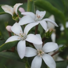 Philotheca myoporoides subsp. myoporoides (Long-leaf Waxflower) at Namadgi National Park - 6 Nov 2014 by KenT