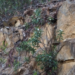 Philotheca myoporoides subsp. myoporoides at Cotter River, ACT - 7 Nov 2014 07:47 AM