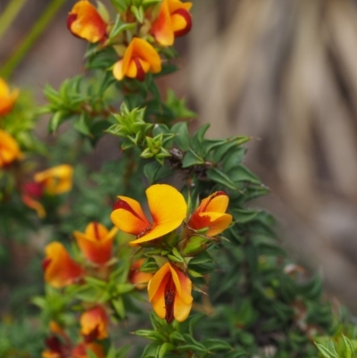 Pultenaea procumbens (Bush Pea) at Namadgi National Park - 12 Nov 2014 by KenT