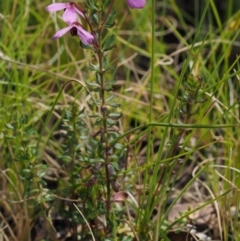 Tetratheca bauerifolia (Heath Pink-bells) at Cotter River, ACT - 7 Nov 2014 by KenT
