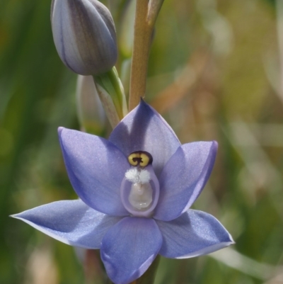 Thelymitra peniculata (Blue Star Sun-orchid) at Namadgi National Park - 6 Nov 2014 by KenT