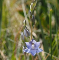 Thelymitra peniculata at Cotter River, ACT - 7 Nov 2014