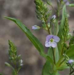 Veronica anagallis-aquatica (Blue Water Speedwell) at Paddys River, ACT - 12 Nov 2014 by KenT