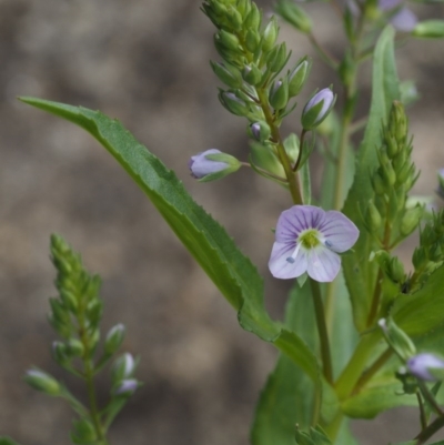 Veronica anagallis-aquatica (Blue Water Speedwell) at Namadgi National Park - 12 Nov 2014 by KenT