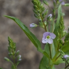 Veronica anagallis-aquatica (Blue Water Speedwell) at Paddys River, ACT - 11 Nov 2014 by KenT