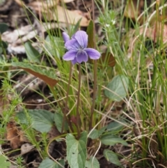 Viola betonicifolia (Mountain Violet) at Cotter River, ACT - 7 Nov 2014 by KenT