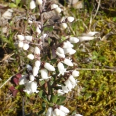 Cryptandra amara (Bitter Cryptandra) at Mount Mugga Mugga - 30 Jul 2015 by Mike