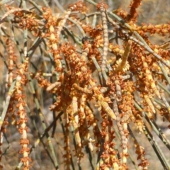 Allocasuarina verticillata (Drooping Sheoak) at Mount Mugga Mugga - 30 Jul 2015 by Mike