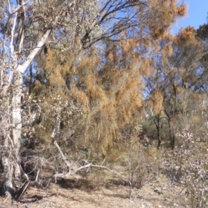 Allocasuarina verticillata at Symonston, ACT - 30 Jul 2015