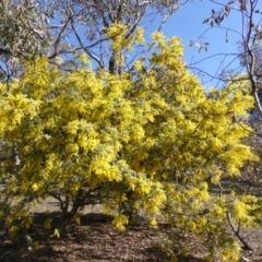 Acacia baileyana (Cootamundra Wattle, Golden Mimosa) at Symonston, ACT - 30 Jul 2015 by Mike