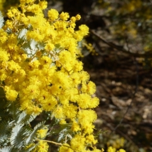 Acacia baileyana at Symonston, ACT - 30 Jul 2015