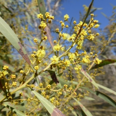 Acacia rubida (Red-stemmed Wattle, Red-leaved Wattle) at Mount Mugga Mugga - 30 Jul 2015 by Mike