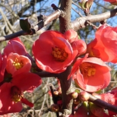 Chaenomeles speciosa (Flowering Quince) at Isaacs Ridge - 31 Jul 2015 by Mike