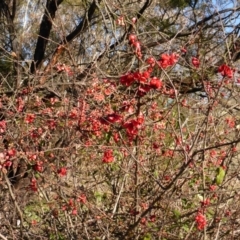 Chaenomeles speciosa at Isaacs Ridge - 31 Jul 2015