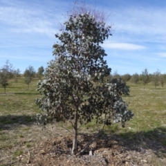 Inconclusive sighting (Inconclusive sighting) at National Arboretum Forests - 30 Jul 2015 by JanetRussell