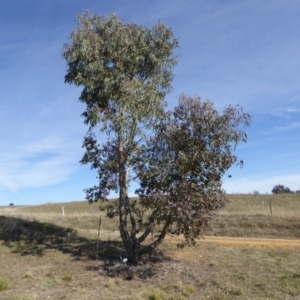 Eucalyptus nortonii at Molonglo Valley, ACT - 30 Jul 2015