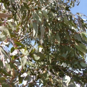 Eucalyptus nortonii at Molonglo Valley, ACT - 30 Jul 2015
