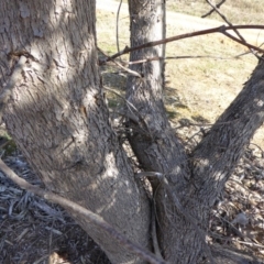 Eucalyptus nortonii at Molonglo Valley, ACT - 30 Jul 2015