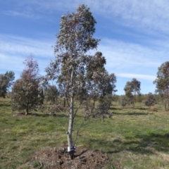 Eucalyptus melliodora (Yellow Box) at Sth Tablelands Ecosystem Park - 30 Jul 2015 by JanetRussell