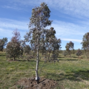 Eucalyptus melliodora at Sth Tablelands Ecosystem Park - 30 Jul 2015 11:42 AM