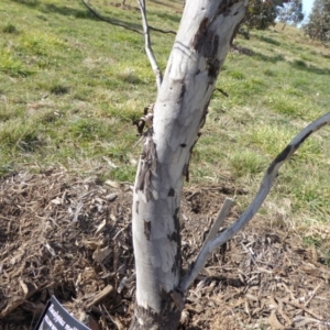 Eucalyptus melliodora at Molonglo Valley, ACT - 30 Jul 2015