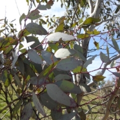 Eucalyptus melliodora at Sth Tablelands Ecosystem Park - 30 Jul 2015 11:42 AM