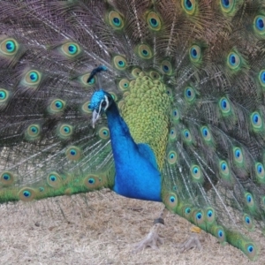 Pavo cristatus at Molonglo Valley, ACT - 28 Jul 2015