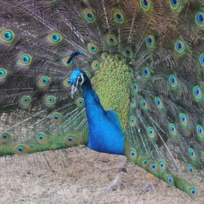 Pavo cristatus (Indian Peafowl) at Molonglo Valley, ACT - 28 Jul 2015 by MichaelBedingfield