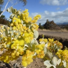 Acacia podalyriifolia (Queensland Silver Wattle) at Isaacs Ridge and Nearby - 3 Aug 2015 by Mike