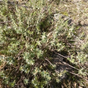 Melichrus urceolatus at Isaacs, ACT - 3 Aug 2015