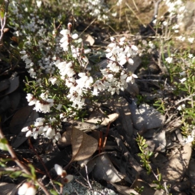 Cryptandra amara (Bitter Cryptandra) at Isaacs Ridge - 3 Aug 2015 by Mike