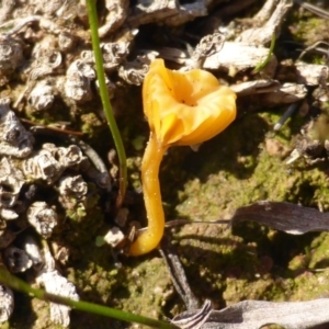 Lichenomphalia chromacea at Isaacs Ridge - 3 Aug 2015