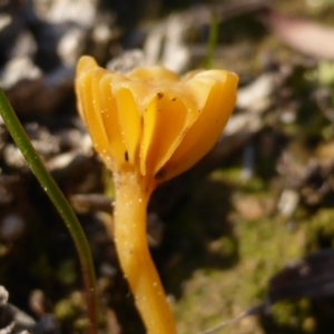 Lichenomphalia chromacea at Isaacs Ridge - 3 Aug 2015