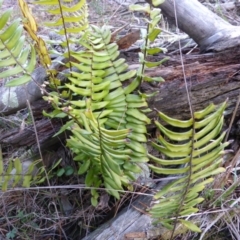 Pellaea falcata (Sickle Fern) at Isaacs Ridge and Nearby - 3 Aug 2015 by Mike