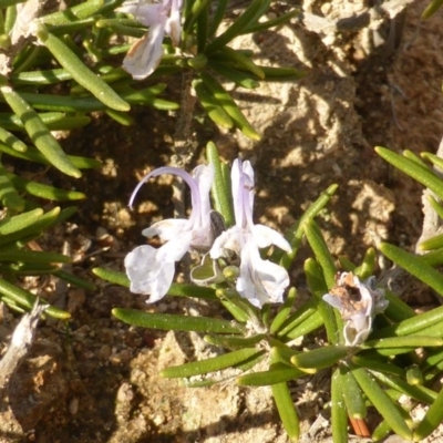 Rosmarinus officinalis (Rosemary) at Isaacs, ACT - 3 Aug 2015 by Mike