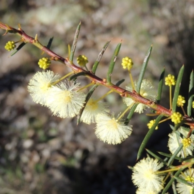 Acacia genistifolia (Early Wattle) at Bungendore, NSW - 16 Jun 2014 by michaelb