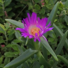 Carpobrotus glaucescens (Pigface) at Kioloa, NSW - 15 Jun 2014 by MichaelBedingfield