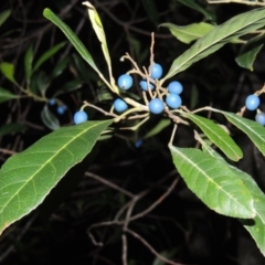 Elaeocarpus reticulatus (Blueberry Ash, Fairy Petticoats) at Murramarang National Park - 15 Jun 2014 by MichaelBedingfield